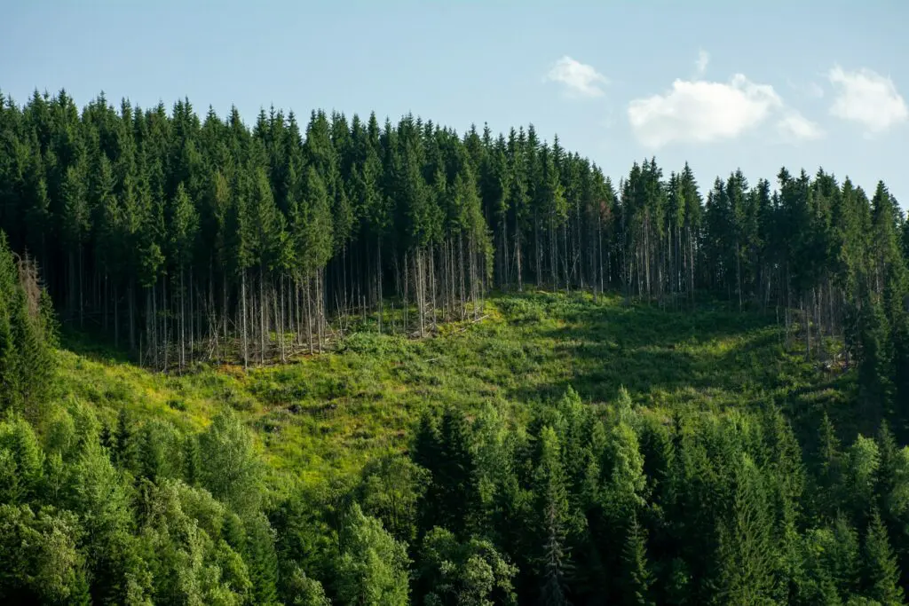 A green forest covers the hilly landscape.